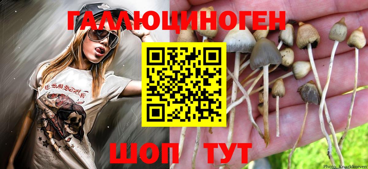 Галлюциногенные грибы Psilocybine cubensis Лыткарино